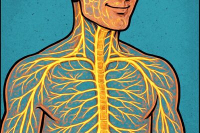 How to Train Your Nervous System and Why You Should